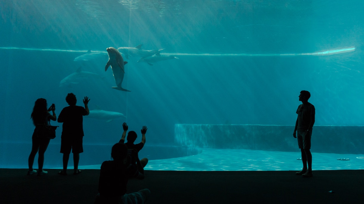 Silhouetted people of various ages stare into aquarium at several dolphins underwater