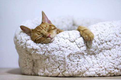 Orange cat sleeping inside fluffy white pet bed