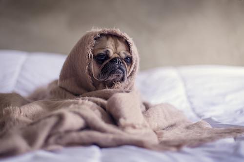 Pug dog wrapped in a beige blanket on a bed, looking sad.
