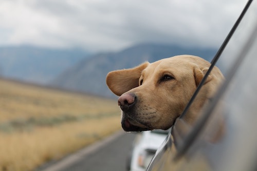 Yellow lab sticking its head out of a car window. Field and mountain in the background.