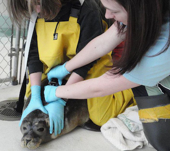 Two women (Amber included) apply a dive monitor to an adult harbor seal